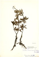 藏品(高山石吊蘭)的圖片